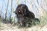 PETIT CHIEN LION 010